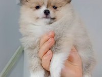 Pomeranian boo köpeği