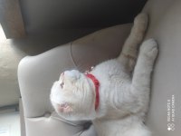 Scottish Fold 8 aylık
