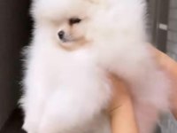 Pomeranian yavrular