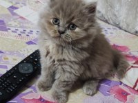 Prensesim ilansa british longhair