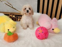 Maltipoo  Yavrularımız 