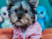 Şecereli Teacup Dişi Yorkshire Terrier Yavrumuz