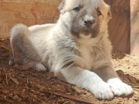 ORJİNAL KANGAL KÖPEĞİ YAVRULAR