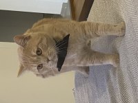 2 Yaşında Kısır British Shorthair