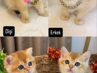 GOLDEN NY12 SAFKAN BRİTİSH BEBEKLER