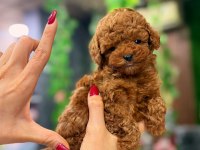 Kıvırcık Poodle Bebeğimiz