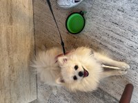 Dünyanın En Enerjik Ve Sevecen Köpeği Leo