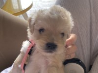 Bebek Maltipoo