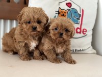 Ankaranın en güzel maltipoo yavruları aşılı pasaportlu