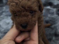 SAĞLIK VE IRK GARANTİLİ EV YAVRUSU POODLE