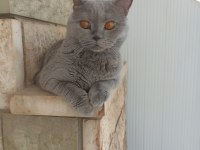 2,5 yaşında british shorthair kedimiz sahiplendirilecektir