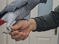 FULL EVCİL COCUK HASTASI JAKO
