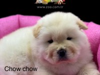 DİŞİ VE ERKEK CHOW CHOW (ÇİN ASLANI) YAVRULARIMIZ