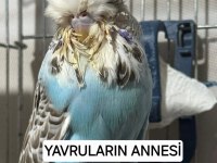 Show Jumbo Yavru kuşlar