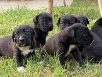 CANE CORSO 45 GÜNLÜK YAVRULAR MÜKEMMEL GENETİK