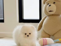 Kartopu pomeranian bebekler geldi
