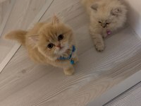 British longhair yavru