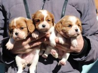 Cavalier king charles dişi ve erkek köpekler