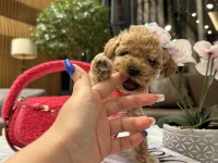 Özel f2 maltipoo bebeklerim