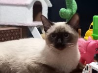 Siyam Kedisi Coco kızıma eş arıyorum?