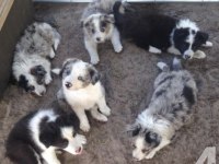 Border collie bebekler teslime hazır