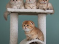 Scottish Fold Yavrularımız Evinizin Neşesi Olacaktır