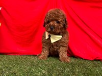 Safkan Toy Poodle Yavrularımız
