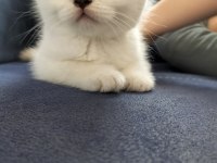British shorthair silver point erkek yavrum