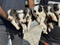 Show kalite border collie rezerveye açık