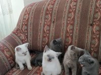 BRİTİSH SHORTHAİR KEDİLERİ