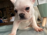 3 aylık yakışıklı oğlan french bulldog