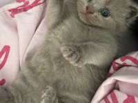 British Shorthair 35 Günlük