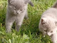 British shorthair son iki yavrumuz