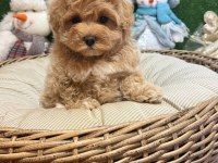 Maltipoo Yavrularımız