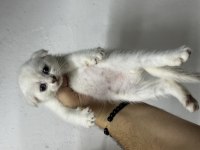 Sağlıklı WC eğitimli kediler