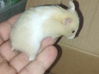 BEBEK TEDDY SYRİA HAMSTER