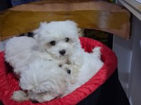 İki aylık güzel yavru köpekler