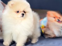 Bizi Aramadan Karar Vermeyin Pomeranian Yavruları 