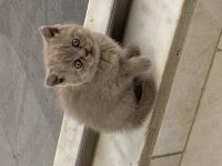 Dünyalar güzeli scottish fold kızımız yuvasını arıyor