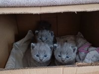 24 Nisan doğumlu 2 erkek 1 dişi orjinal british shorthair