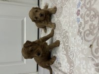 Maltipoo yavrular