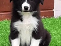 A kalite border collie yavrular