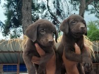 Labrador yavruları