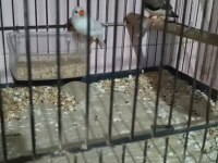 Yavru Alınmış Zebra İspinozu