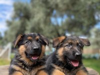 ALMAN KURDU KÖPEĞİMİZ