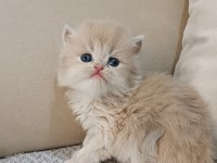 Özel Renk Chocolate Golden British Longhair