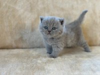 Eşsiz Güzellikte Blue British Shorthair