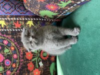 Gri Kırık Kulak Scottish Fold Ayı Kafa Yavru