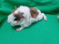 Özel besledigim ginepig yavru