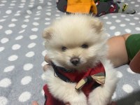 Güzellik pomeranian 1,5 aylık